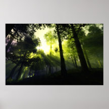 forest light poster