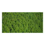 Forest Picture Card