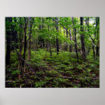 Forest Poster