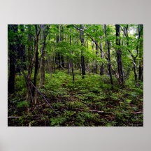 Forest Poster