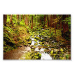 Forest Stream Photo Art