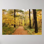 Forest Trail Path Poster