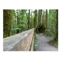 Forest View Post Cards