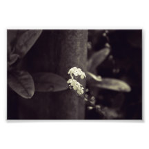 Forget-Me-Not Ever in Black and White Photo Print