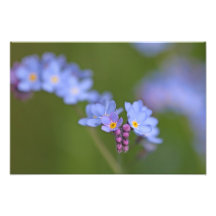 Forget Me Nots Photograph