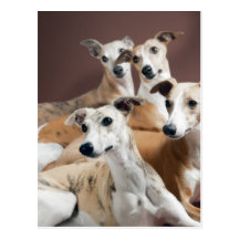 Four whippets postcard