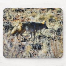 Fox Coyotes Wild Anilmal In Field Mouse Pads