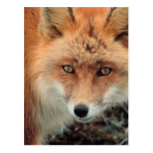 Fox Species Postcard
