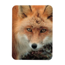 Fox Species Premium Magnet