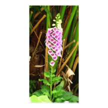 Foxglove natural beauty photo card template