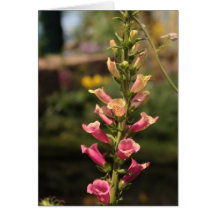 foxgloves card
