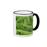 Foxtail Fern, Asparagus densiflorus myers Coffee Mugs
