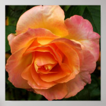 Framed 'Pink Rose' Print