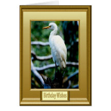 Framed white bird greeting cards