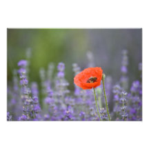 France, Provence. Lone poppy in field of Photo Art