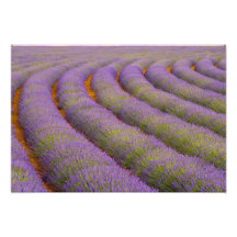 France, Provence region. Curved rows of Photo Print