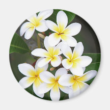 Frangipani Fridge Magnet