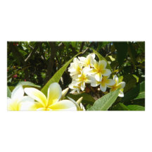 Frangipani Photo Card Template