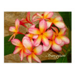 Frangipani Post Card