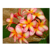 Frangipani Post Card