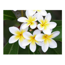 Frangipani Postcard