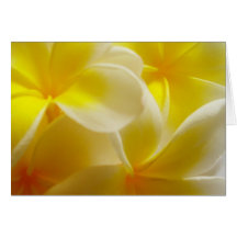 Frangipanis Cards