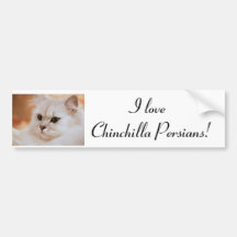 Freddie ~ Chinchilla Persians Bumper Sticker