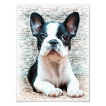 French bulldog dog photo art