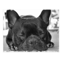 French Bulldog Postcard