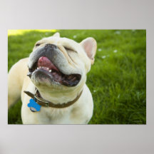 French Bulldog Posters