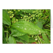 Fresh Rain Card