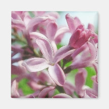 Fresh Spring Lilacs Magnet
