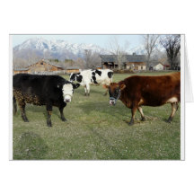 friendly cows greeting cards