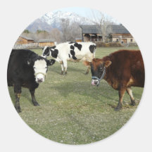 friendly cows round stickers