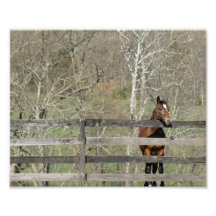 Friendly Horse 10x8 Photographic Print