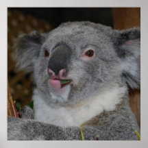 Friendly Koala Poster
