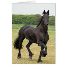 Friesian Horse Greeting Card