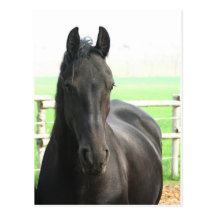 Friesian Horse Postcard
