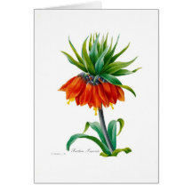Fritillary Greeting Card