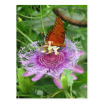 Fritillary & Passion Vine Postcard