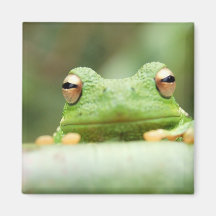 Frog Eyes Square Magnet