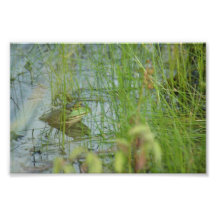 Frog in the grass photo print