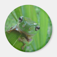 Frog Magnet