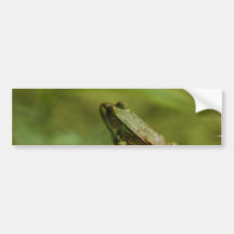 Frog on Log Bumper Sticker