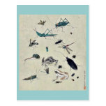Frogs, snails, and insects post card