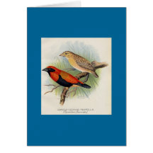 Frohawk - Crimson-Crowned Weaver Greeting Card