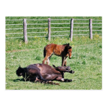 Frolicking Amish Horse and  Foal Postcards