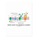 From Light To Chemical Energy (Photosynthesis) Postcard