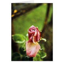 Frosted Rose Bud Cards