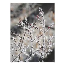 Frosty Photo